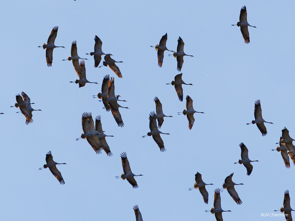 Kranichdurchzug über Grabenstätter Moos 