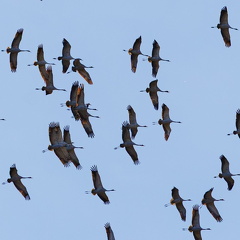 Kranichdurchzug über Grabenstätter Moos 