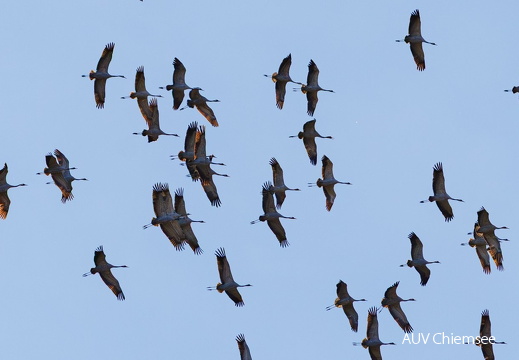Kranichdurchzug über Grabenstätter Moos 