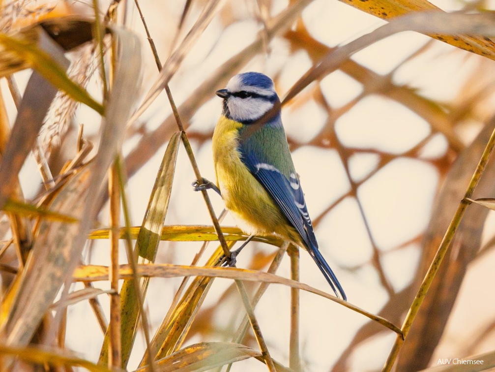 Blaumeise erntet Raupen
