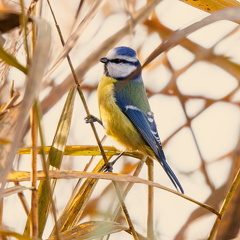Blaumeise erntet Raupen