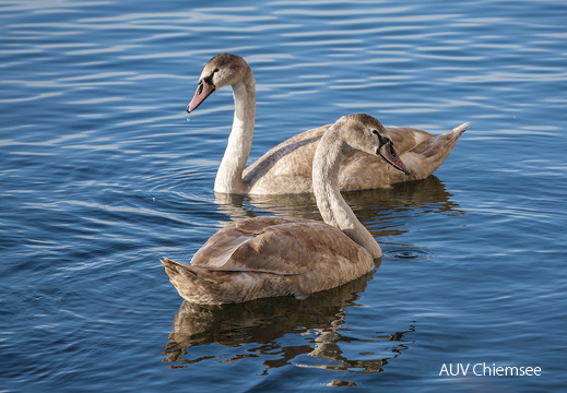 jugendliche Höckerschwäne