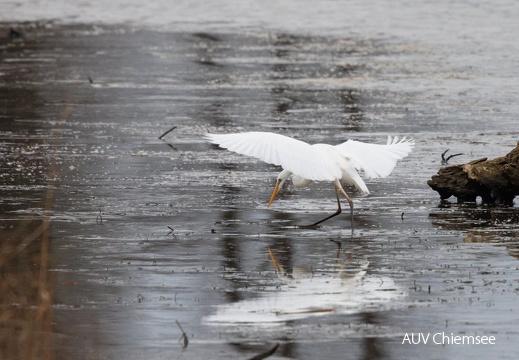 Silberreiher jagt über dem ersten Eis dieses Winters
