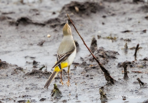 Monatsstartbild Dezember 2025 Insektenjagende Gebirgsstelze