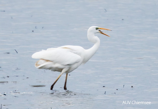Silberreiher nach erfolgreicher  Jagd am Eisrand