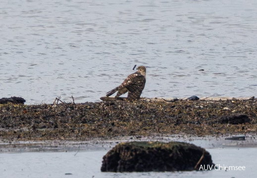 AktNatBeo-251201-ah-8-Junger Habicht HB