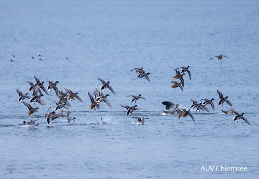 von Habicht aufgescheuchter Entenschwarm