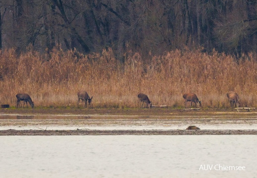 Rothirsche äsen frisches Grün am Seeufer 