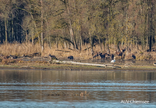 Rotwild in der Hirschauer Bucht