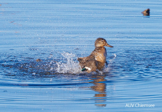 Krickentenerpel beim Eisbaden 
