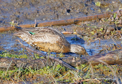 Krickente als Dreckspatz 