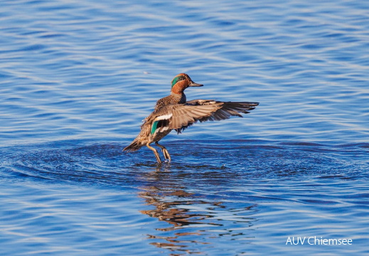 Krickentenerpel nach dem Baden