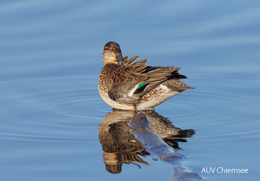Krickente pflegt das Gefieder
