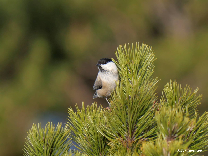 AktNatBeo-251222-ja-7 Weidenmeise.jpg