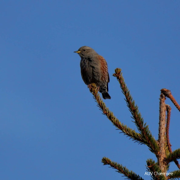 AktNatBeo-251222-ja-9 Alpenbraunelle.jpg