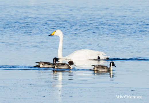 Treffen der Wintergäste 