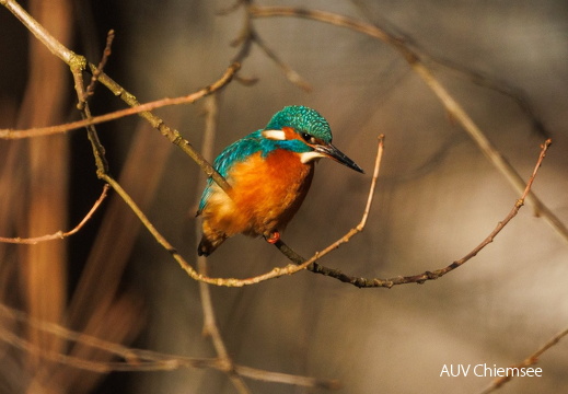 Eisvogel an der Prienmuendung