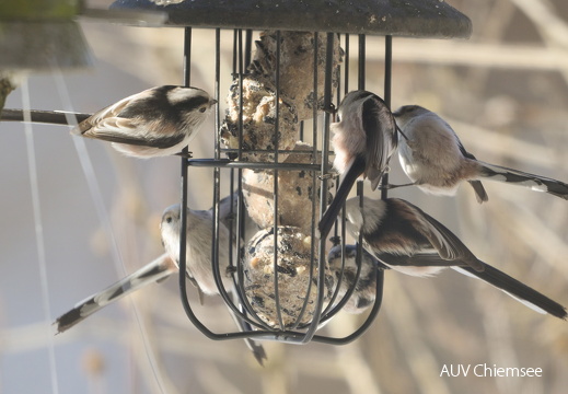 Schwanzmeisen 