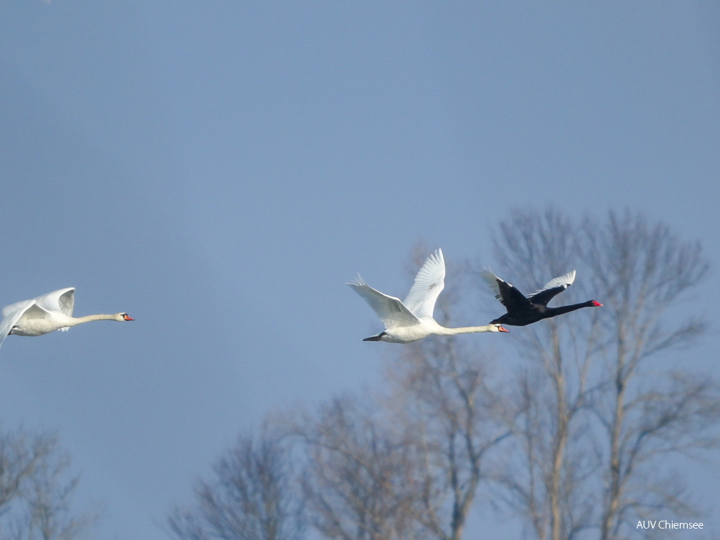 Schwäne im Achendelta