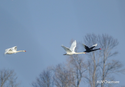 Schwäne im Achendelta