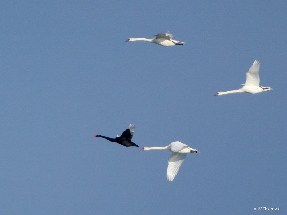 Schwarzer Schwan & Höckerschwäne 