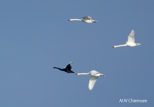 Schwarzer Schwan & Höckerschwäne 