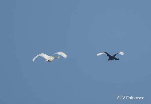 schwarzer & weisser Schwan