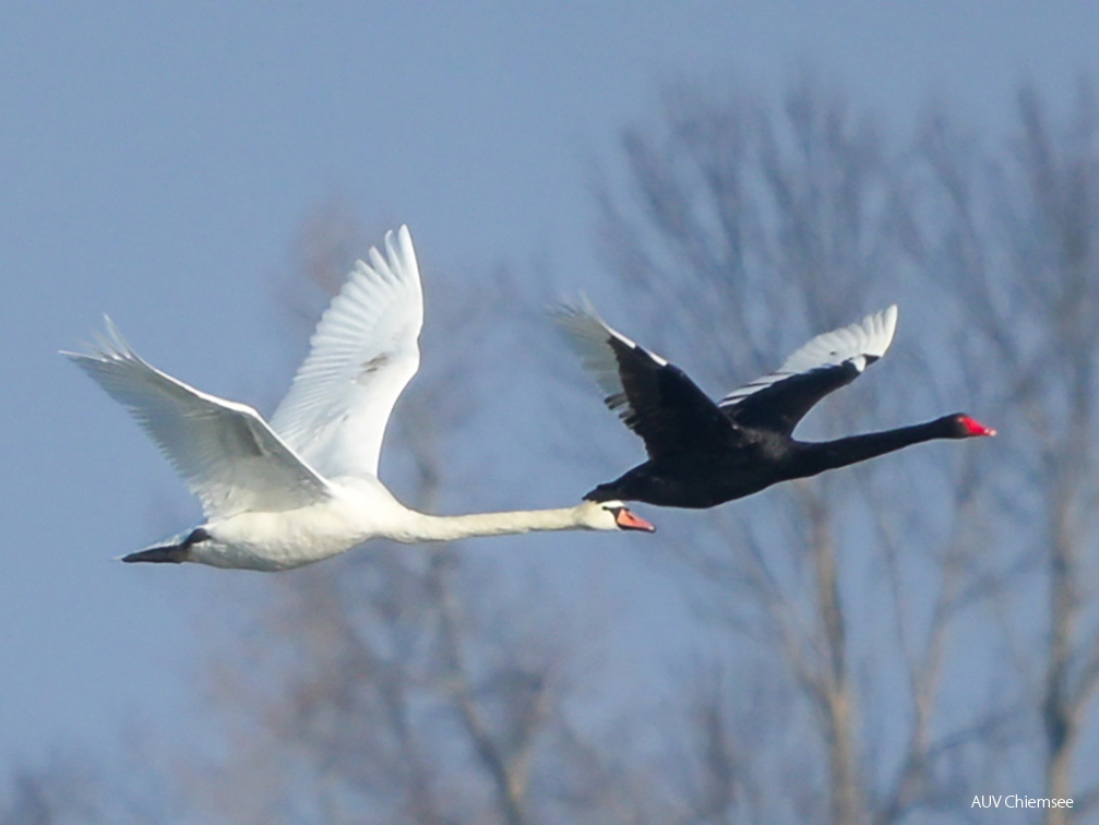 Monatsstartbild Februar 2026 Schwäne
