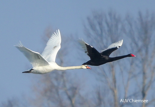 Monatsstartbild Februar 2026 Schwäne