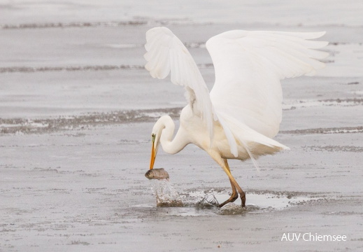 Silberreiher jagt erfolgreich in Eisloch