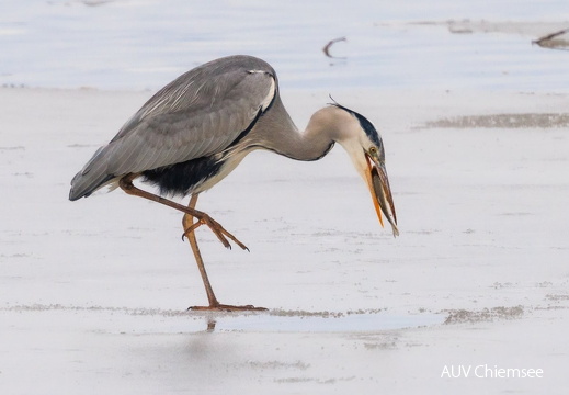 Graureiher erfolgreich an Eisloch