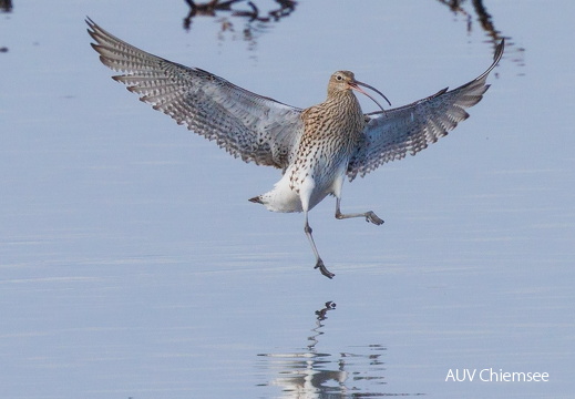 Brachvögel nutzten den flachen Wasserstand und landen mitten in der Bucht