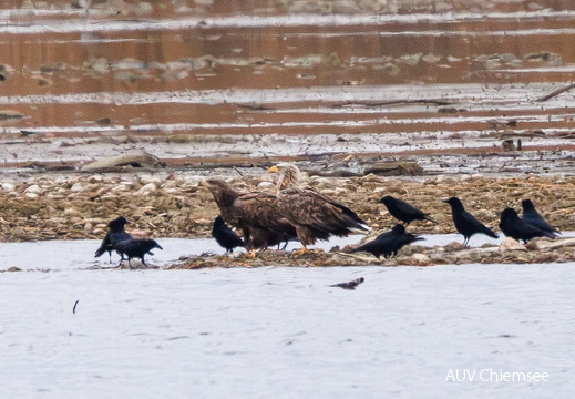Seeadlerpaar teilt sich Kadaver