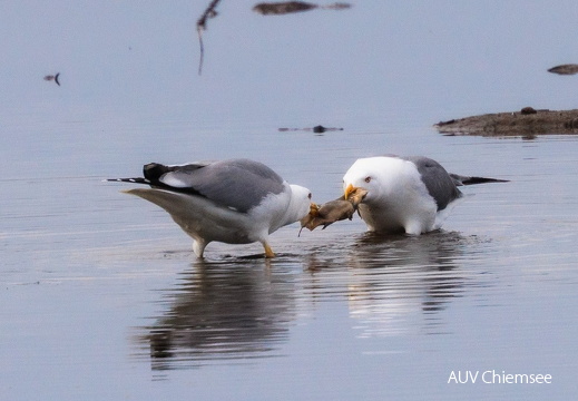 Mittelmeermöwen streiten um tote Schleie