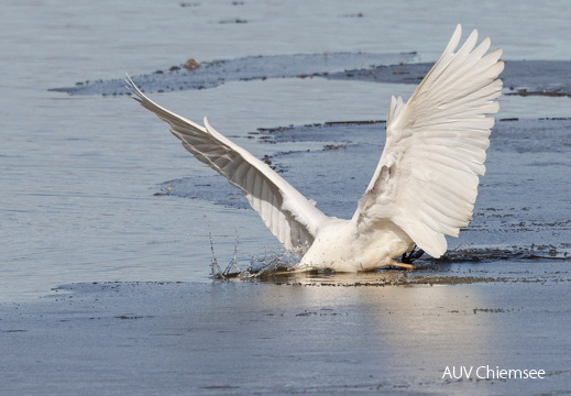 Silberreiher fischt erfolgreich im Eis (2)