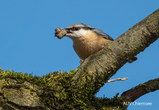 Kleiber beim Nestbau