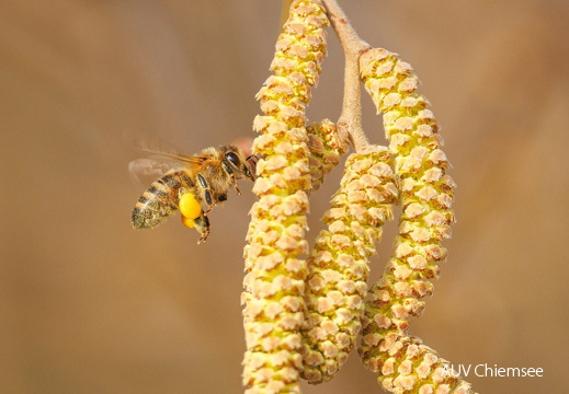 Bienen  sammeln Pollen von Haselnuss