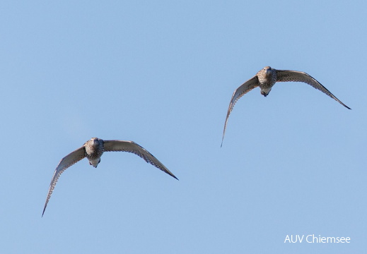 anfliegende Brachvögel 