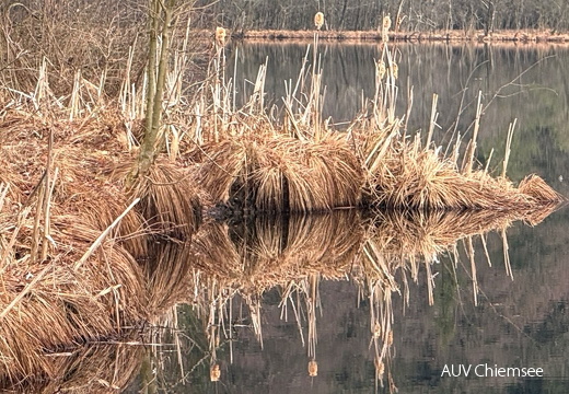 AktNatBeo-260315-hf-09 - am Stettener See-IMG 1861
