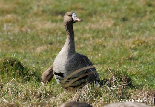 Blässgans