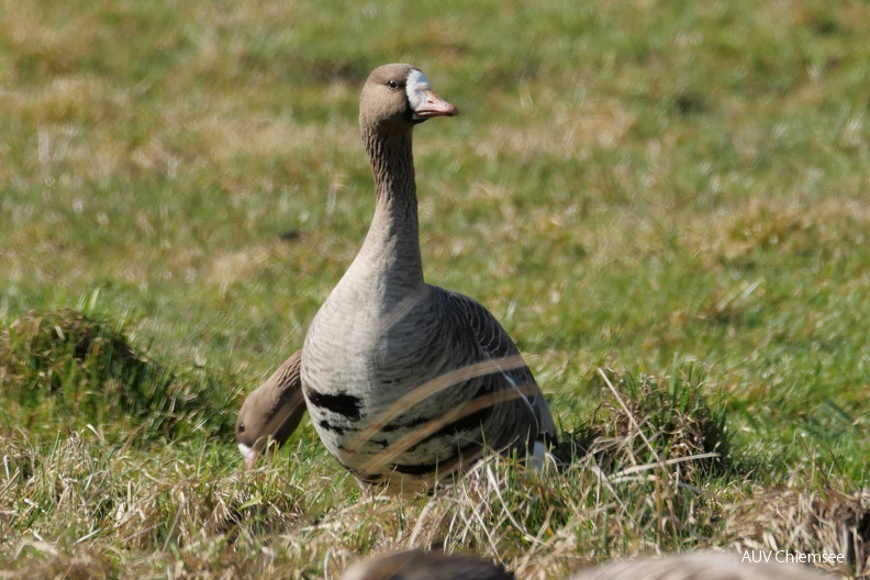 AktNatBeo-260322-ja-9-Blaessgans-1600pix.jpg