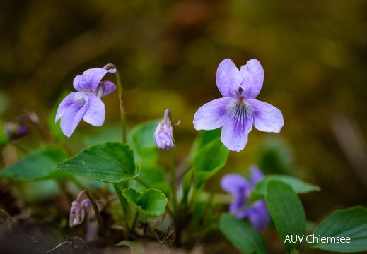 Waldveilchen