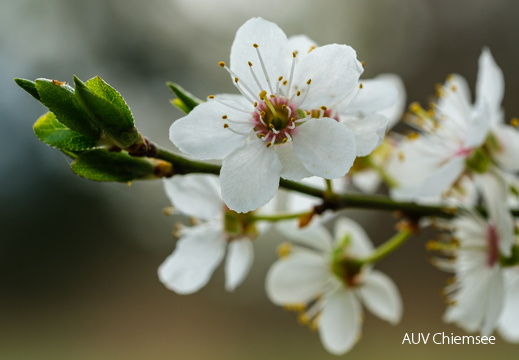 Kirschpflaumenblüte