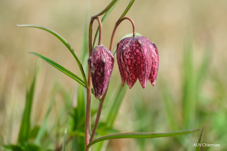 AktNatBeo-260409-su-2-Schachbrettblume-Ausschnitt-1500pix.jpg