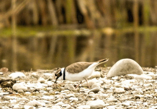 Flussregenpfeifer
