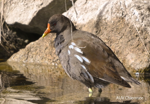 Teichhuhn