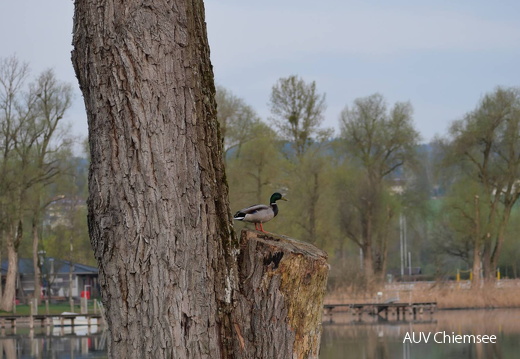 Stockente