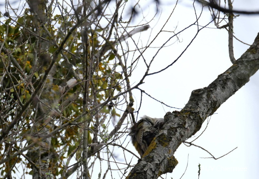 Suchbild