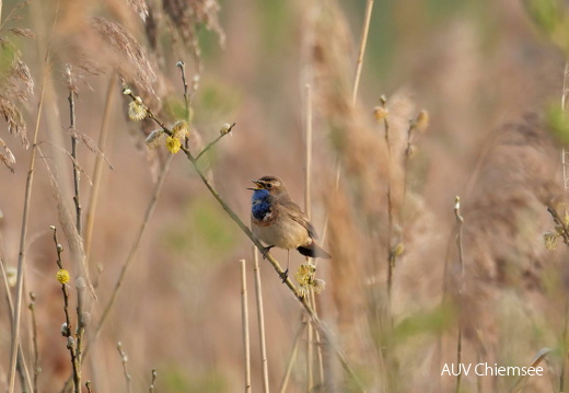 Blaukehlchen