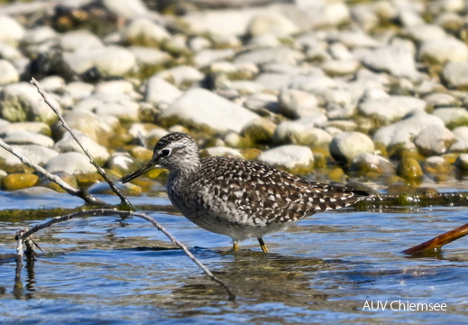 Bruchwasserläufer